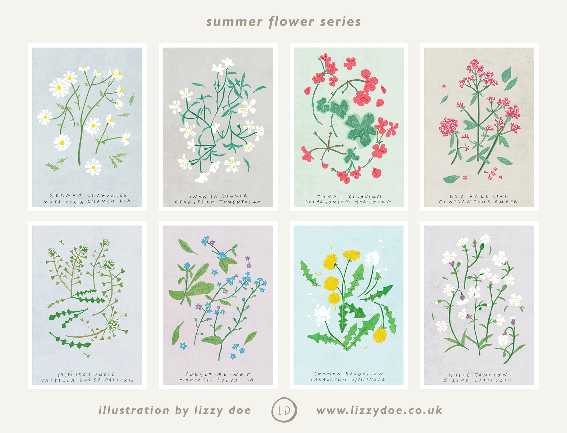 summer flower series by lizzy doe