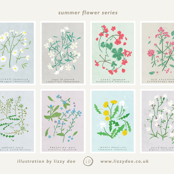 summer flowers by lizzy doe